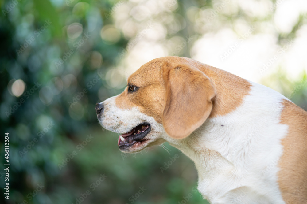 Big beagle portrait outdoor. Photo with bokeh