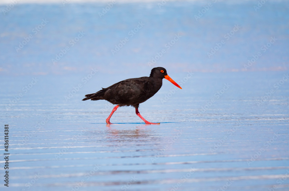 Sooty Oystercatcher with blue background Sooty Oystercatcher with blue background