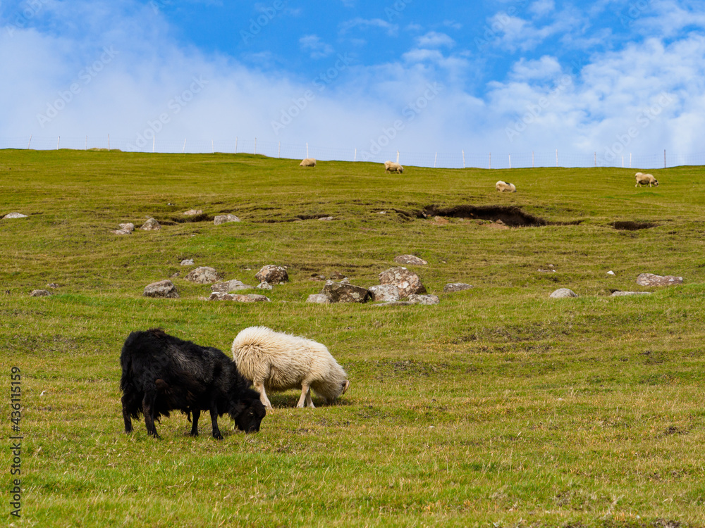 Fototapeta premium Faroe Island