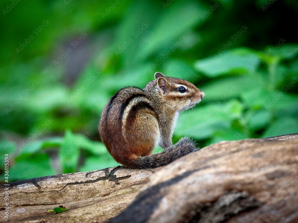 chipmunk on a tree chipmunk on a tree
