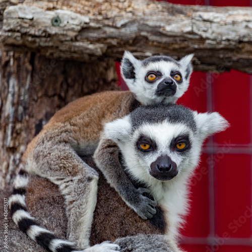 Mom and baby ring lemur