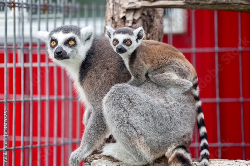 Mom and baby lemur 