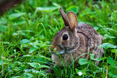 rabbit in the grass © Mary