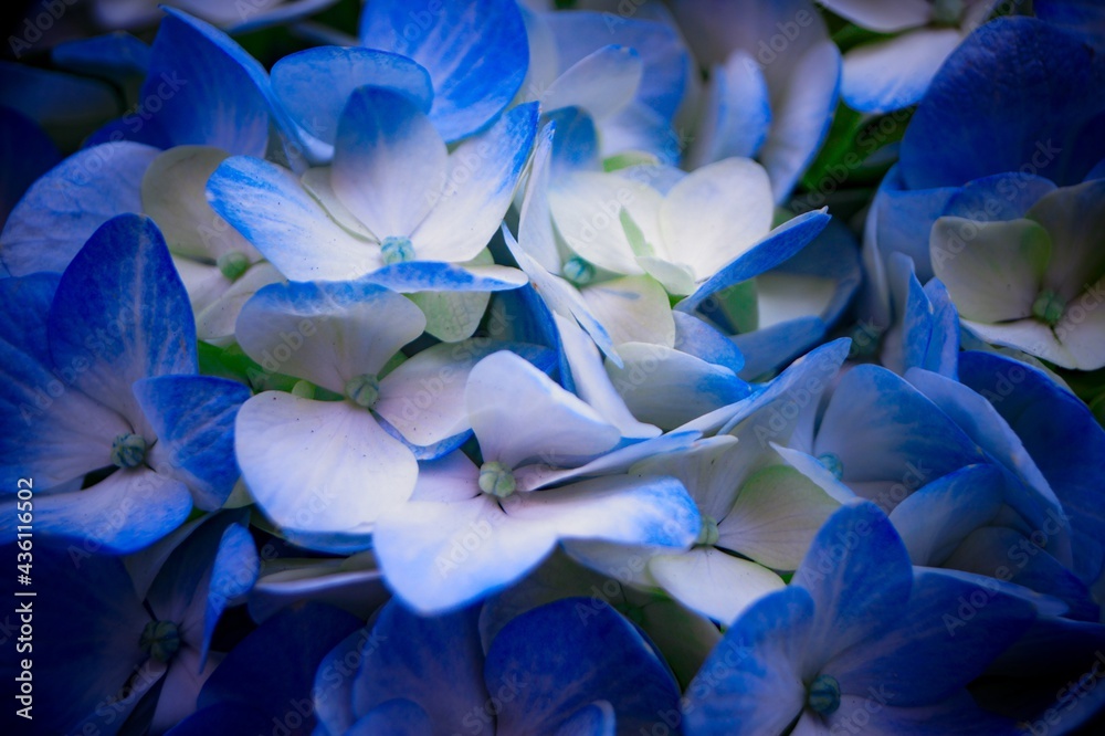 Blue bouquet.