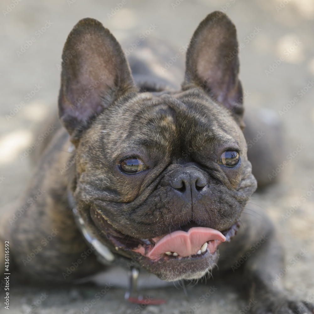 20-Month-Old brindle French Bulldog female puppy lying on gravel and panting. Off-leash dog park in Northern California.