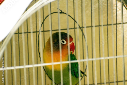 Agapornis, personata, bird, beauty, cage