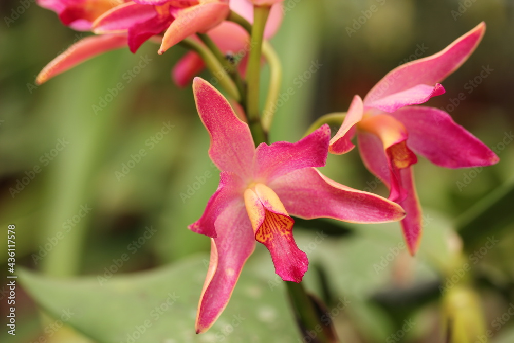 reddish triangular narrow orchid 