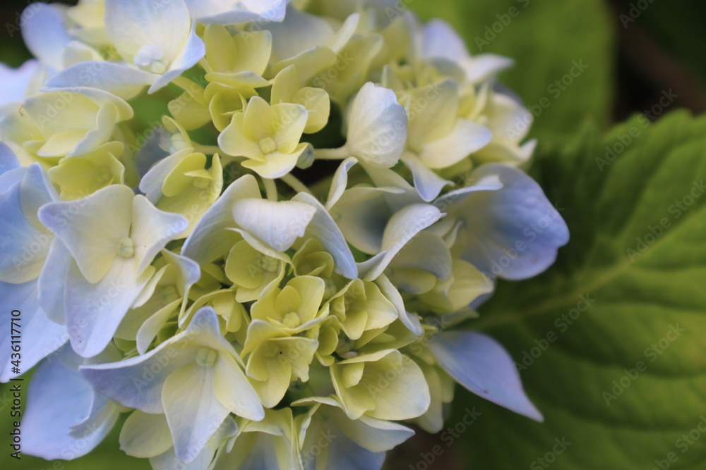 blue hydrangea flower