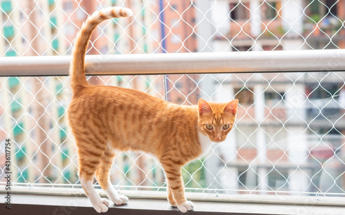 cats on the balcony with protective mesh.
