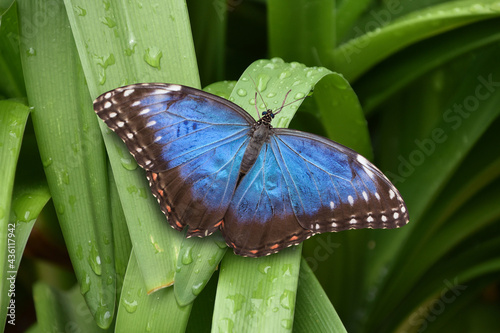Beautiful closeup of a Peleides blue morpho butterfly with open wings, Tropical insect specie from America photo