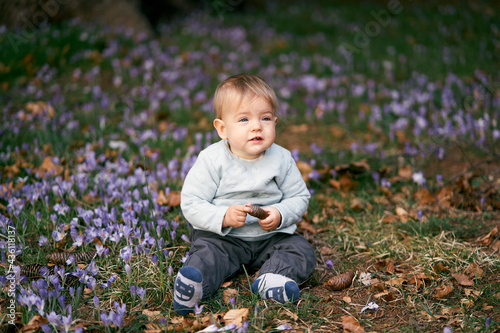 Cute baby sitting in a meadow among blooming crocuses and green grass, holding a fir cone in his hands