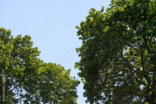 green leaves against blue sky