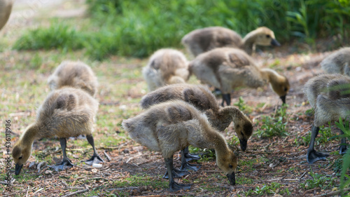 Canadian geese - goslings under a shady area eating
