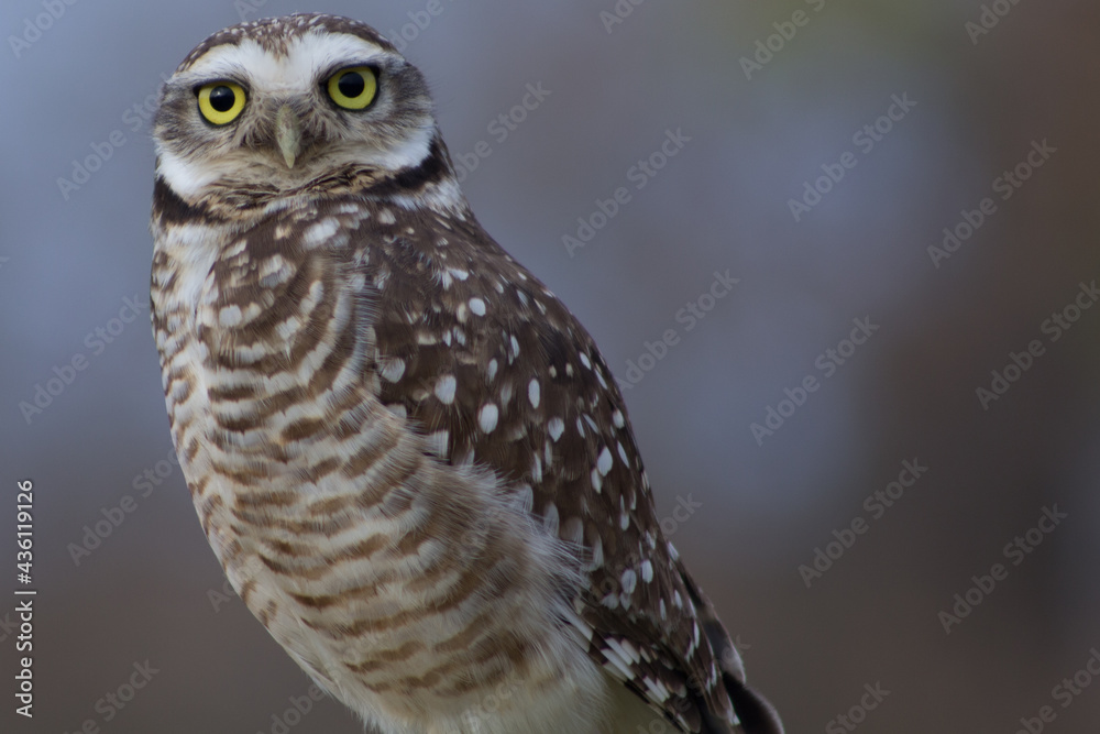 Lechuza Owl Lechuza Owl