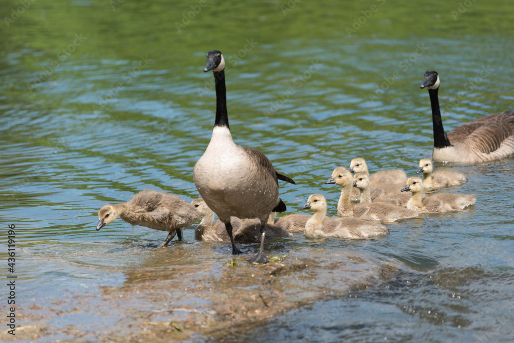 Fototapeta premium Canadian geese - goslings approach a large flat rock in a flowing river, with some waiting for their turn to land