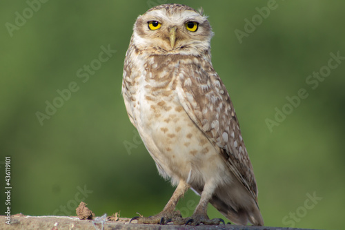 Lechuza Owl