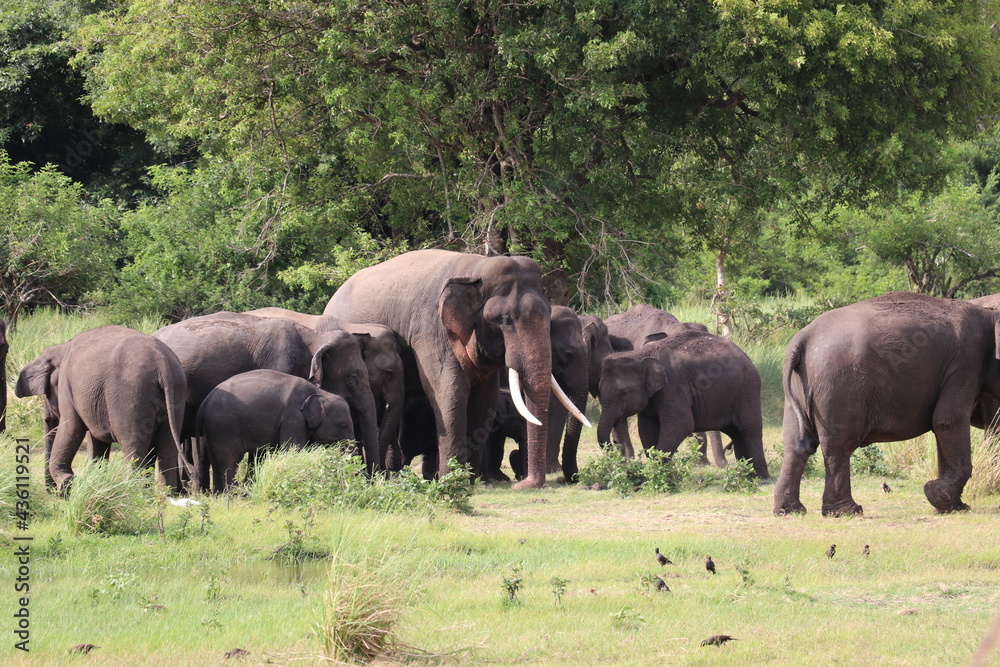 A group of Elephant including a big Tusker in Kalawewa National Park,Sri Lanka A group of Elephant including a big Tusker in Kalawewa National Park,Sri Lanka