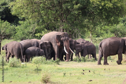 A group of Elephant including a big Tusker in Kalawewa National Park Sri Lanka