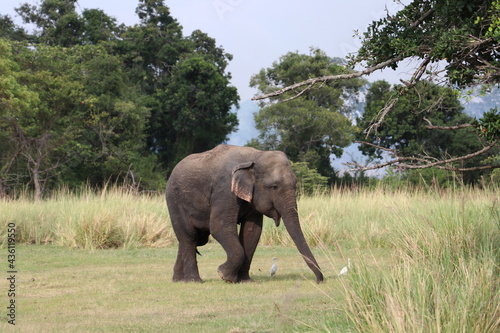 Dancing Elephant in Kalawewa National Park Sri Lanka