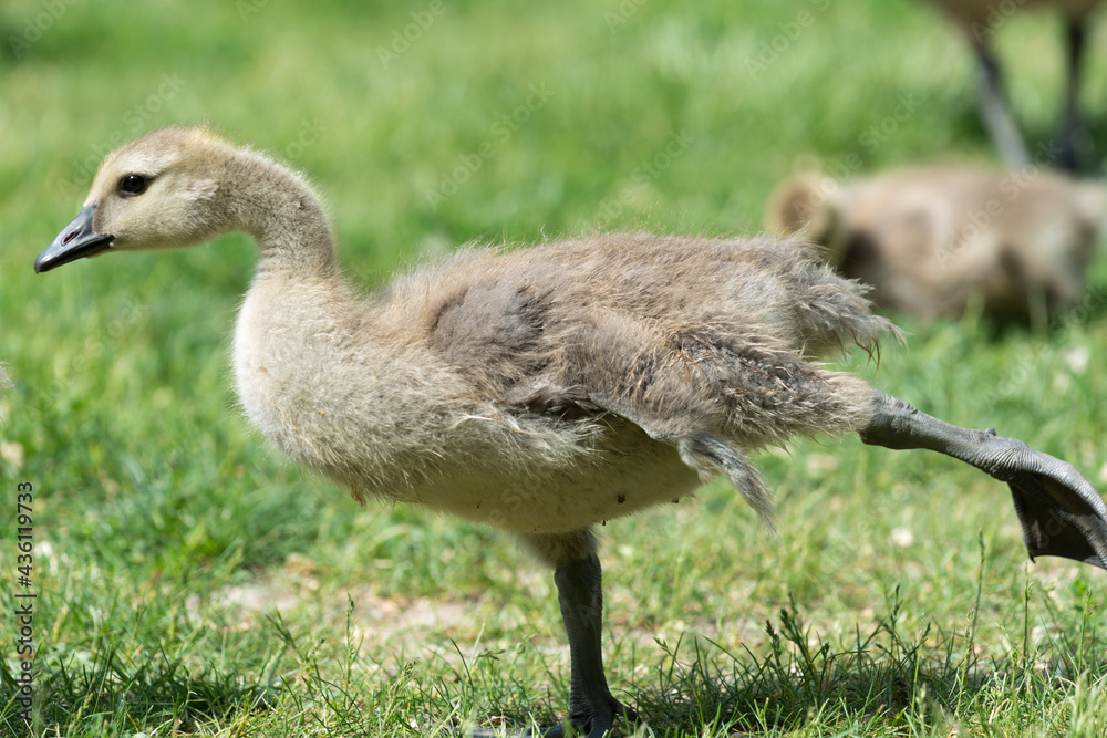 Canadian goose gosling stretching Canadian goose gosling stretching