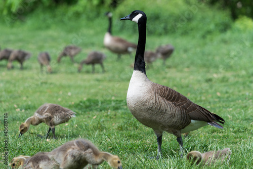 Canadian geese keeping watch while clutches of goslings graze on grass near a river