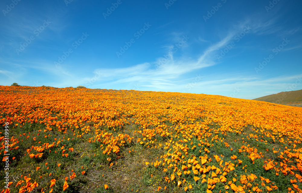 Obraz premium Desert hill blanketed with California Golden Poppies under blue cirrus sky in the high desert of southern California USA