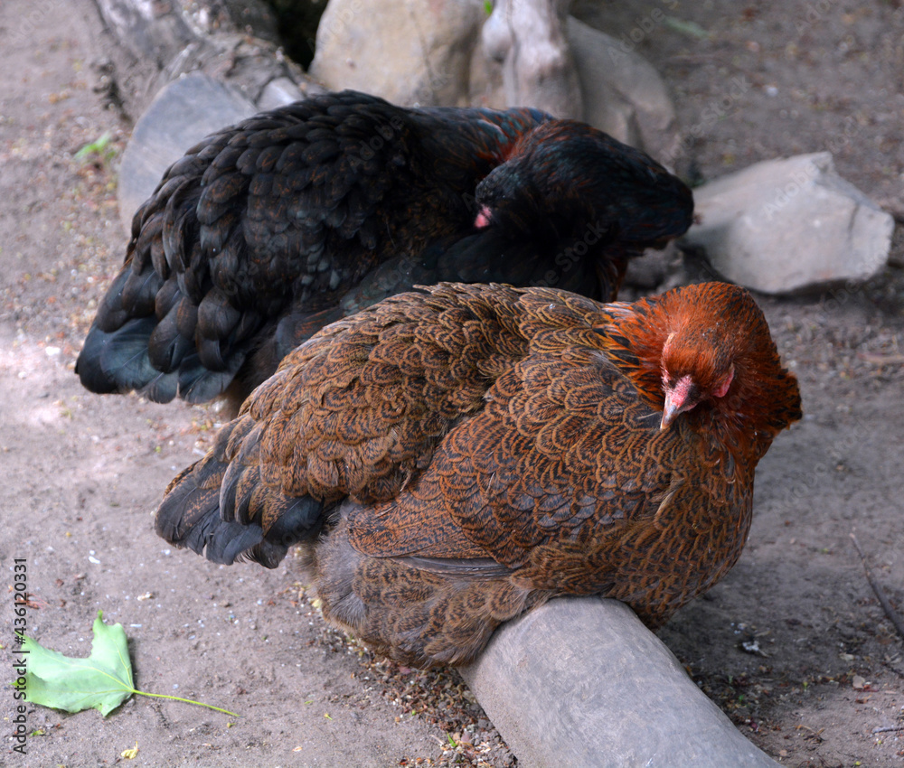 Broiler Chicken Breeds