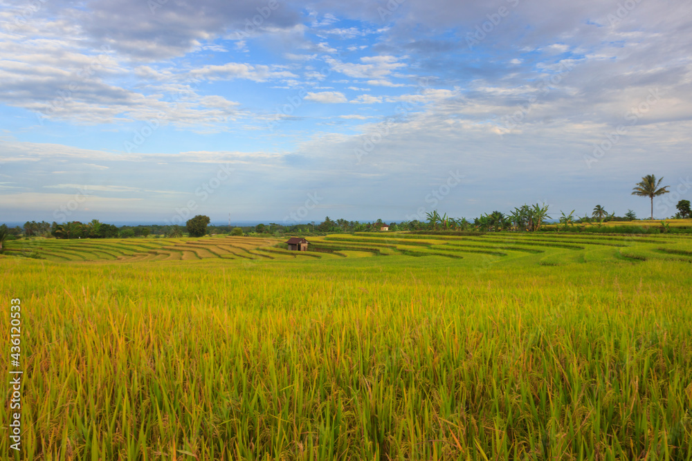 landscape A vast expanse of yellow rice fields in the morning with a beautiful blue sky in Indonesia