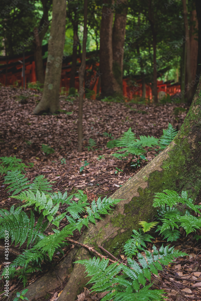Obraz premium Row of blurred orange torii gates in forest with fern at the Fushimi Inari Taisha shrine in Kyoto, Japan