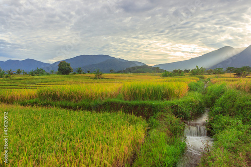 landscape A vast expanse of green rice fields in the morning with beautiful mountains in Indonesia