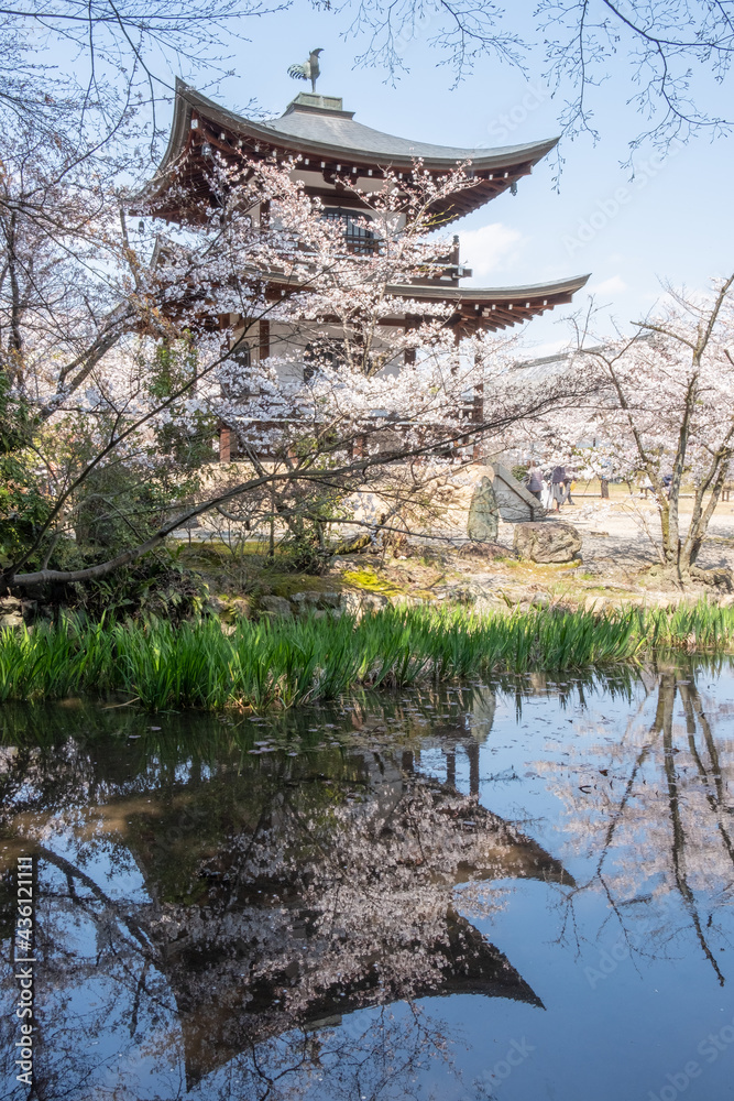 Naklejka premium Cherry blossoms in Kyoto , Japan