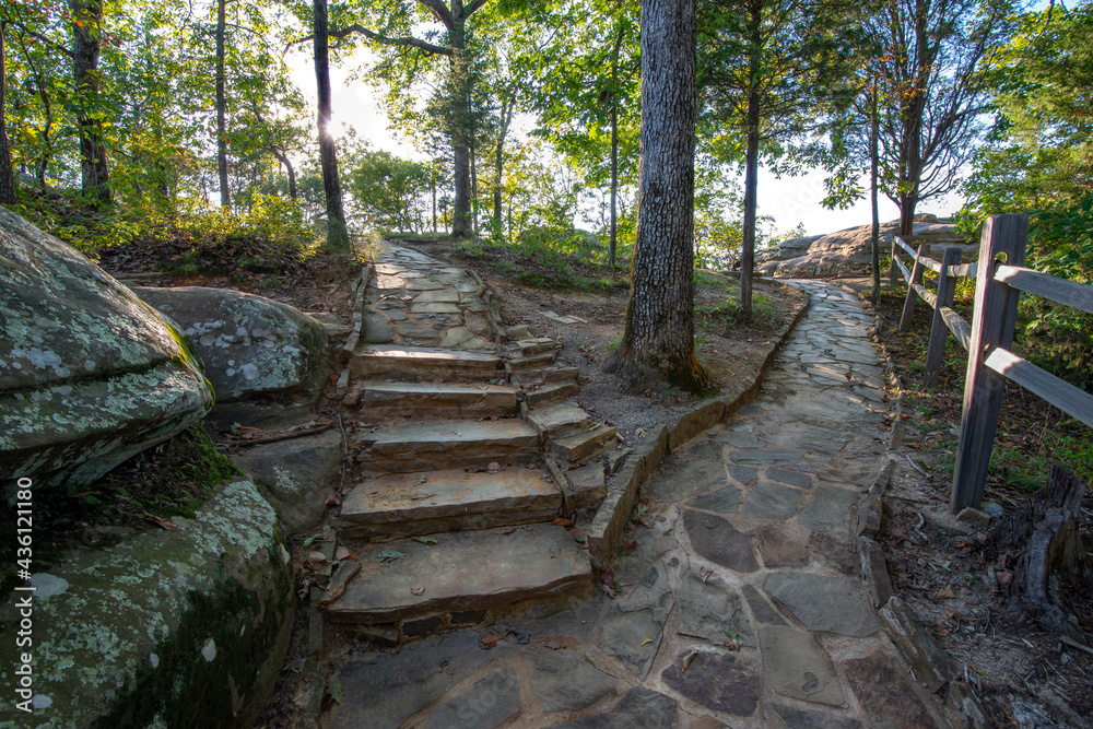 Obraz premium intersecting paths in the forest