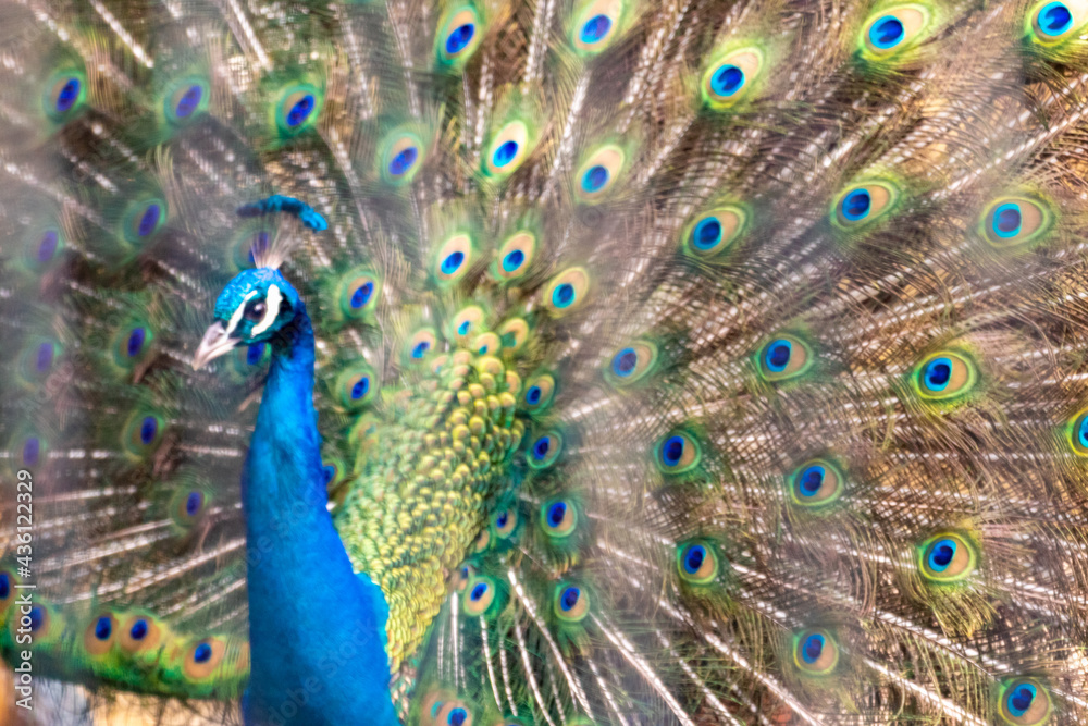 Naklejka premium 美しい羽を広げるオスのクジャク