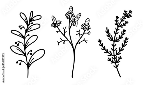 Twigs with leaves and berries vector set. Plant branches and wild flowers. Hand-drawn herbs. Doodle botanical elements. Isolated grass on a white background. The contour of the sprout.