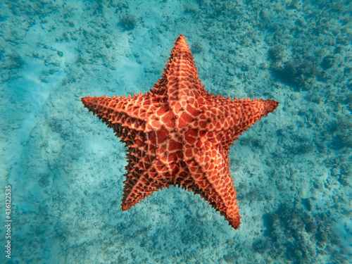 Canvas Print Huge red starfish underwater in the blue clear sea