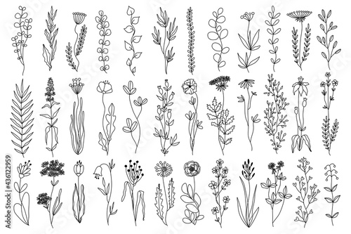 Vector plant set of botanical flowers and herbs. Ink drawings of plants for diy projects, greeting cards, wedding invitations. Isolated hand drawn floral sketch of botany doodle flowers for stationary