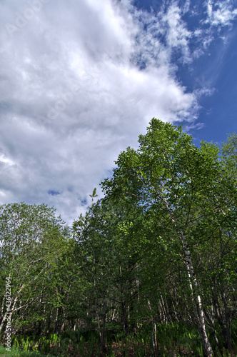 白い雲の浮かぶ青空と新緑の森の木々。