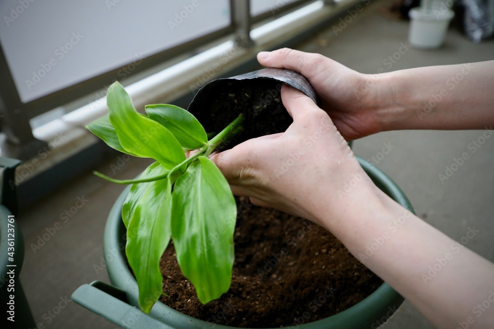 茗荷の苗 Stock Photo Adobe Stock 茗荷の苗 Stock Photo Adobe Stock