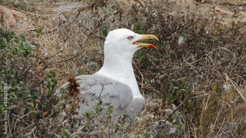 white headed gull on Island of Berlengas