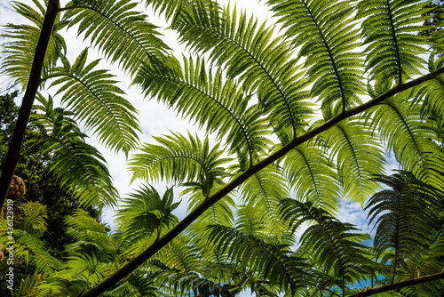Fern branch with beautiful and symmetrical green leaves in graceful shape seen from below Iriomote Island.