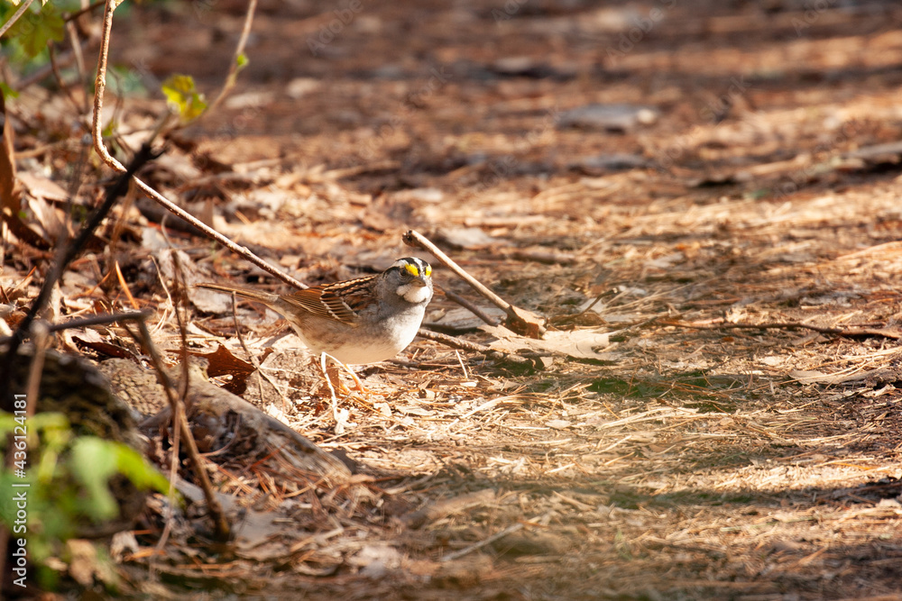 White Throated Sparrow