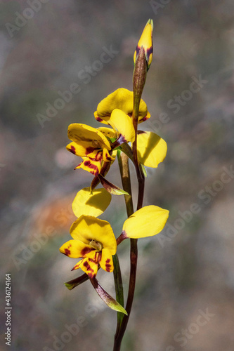 Diuris nigromontana (Black Mountain Leopard Orchid) - Black Mountain, Canberra, Australia - endemic to Australian Capital Territory
