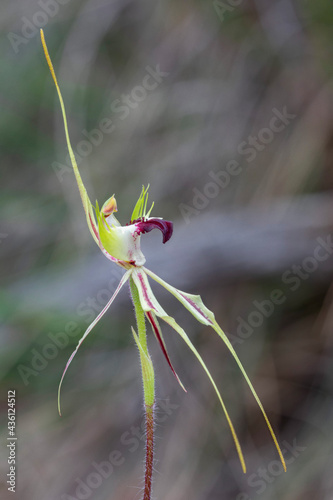 Caladenia atrovespa (Green-comb Spider Orchid) - Black Mountain, Canberra, Australia