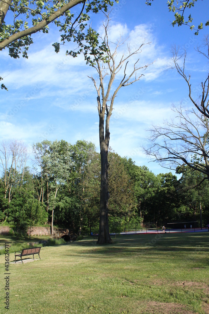 Obraz premium trees in the park