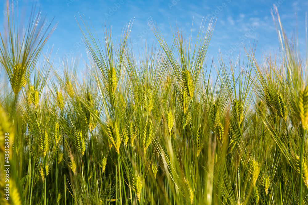 Gorgeous young Wheat ears illuminated by sunlight. Beautiful green golden Wheat spikes, blue sky blurred on background. Gorgeous young Wheat ears illuminated by sunlight. Beautiful green golden Wheat spikes, blue sky blurred on background.