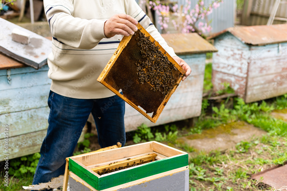 beekeeper's hand holds empty eaten honeycombs beekeeper's hand holds empty eaten honeycombs