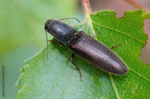 Close-up shot of an Athous haemorrhoidalis eating  green leaf photo