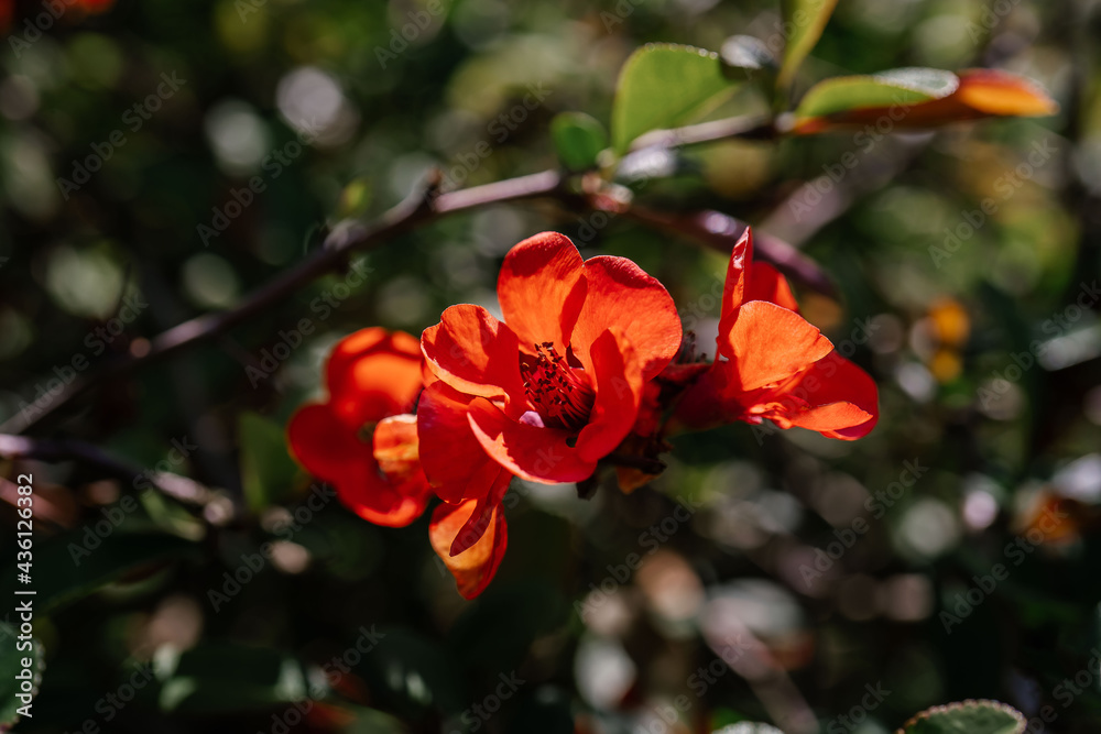 Obraz premium A branch of flowering chaenomeles in a Japanese garden in spring.