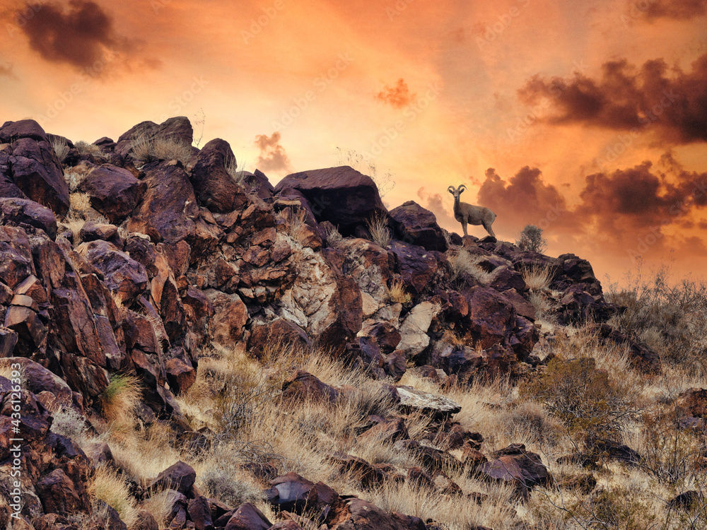 Obraz premium Wild goat grazing on the mountain at south of Las Vegas