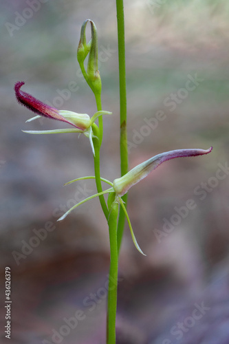 Leafless Tongue Orchid (Cryptostylis hunteriana) - endemic to south-eastern Australia - listed as "vulnerable" in NSW